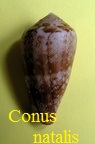 Conus, natalis, Sowerby II 1857